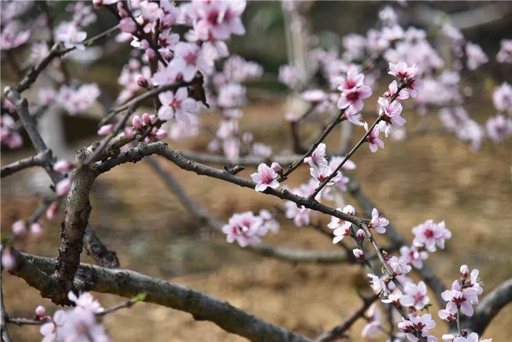 免费算桃花的网站 a6b876f16a7f4e4c8f05be7c55845001.jpeg