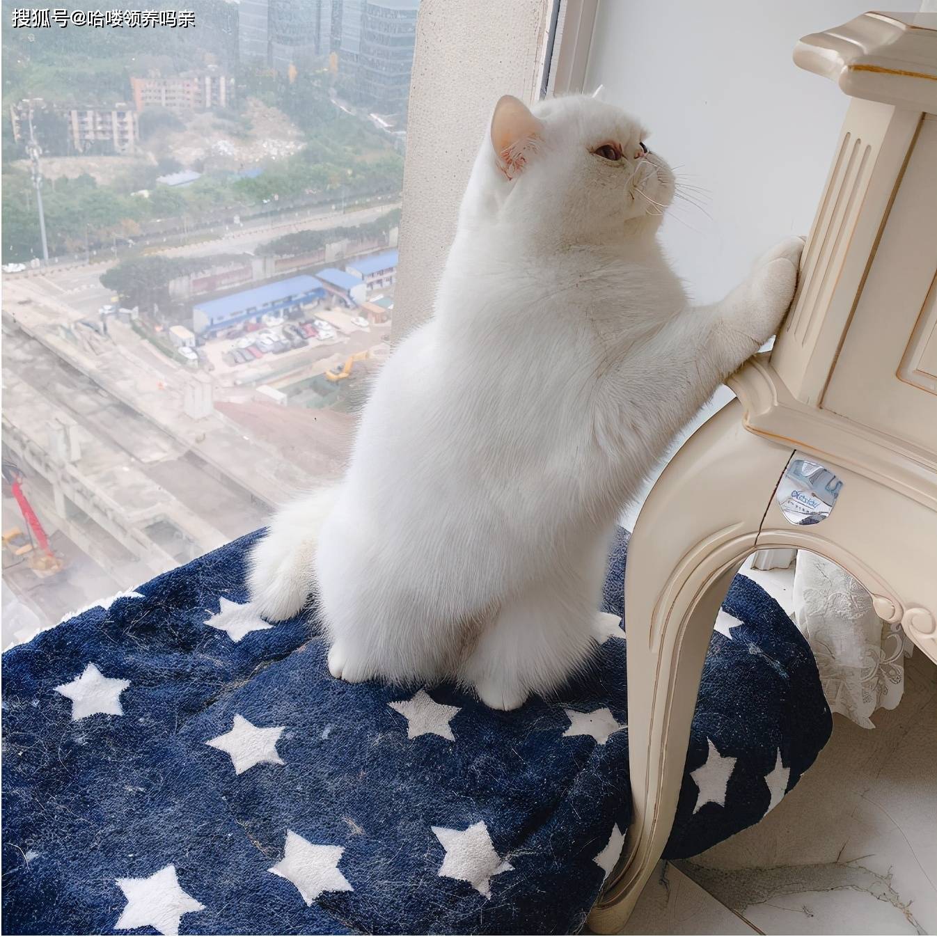 养猫人就避免不了满身猫毛吗 别人口中说着理解 身体下意识回避 猫咪