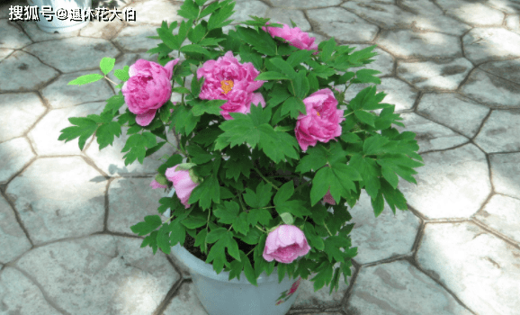 f12c08eca1244d5d90b338ebcb8c413d.png