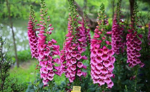 一款被名字耽误的高颜值花,好养有价值,花朵串串开一夏!_养护