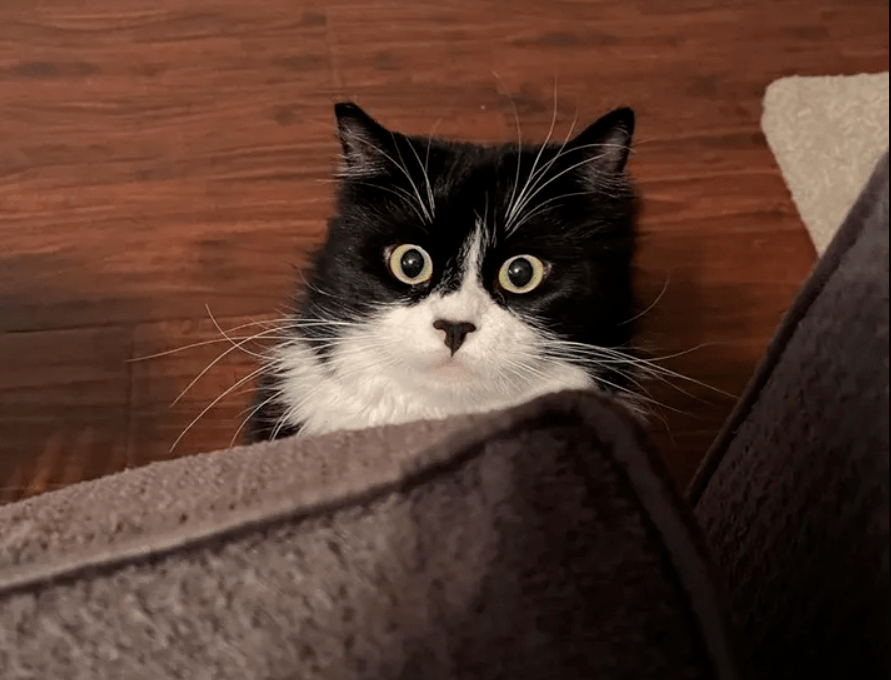 一只猫的夜晚都在干嘛 45eb0cac01d54aa49e553d1bb4de8006.png