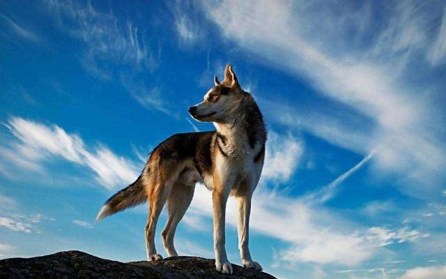 老话说 狼走千里吃肉 男人想有所成就 定要有这五点狼性 动物