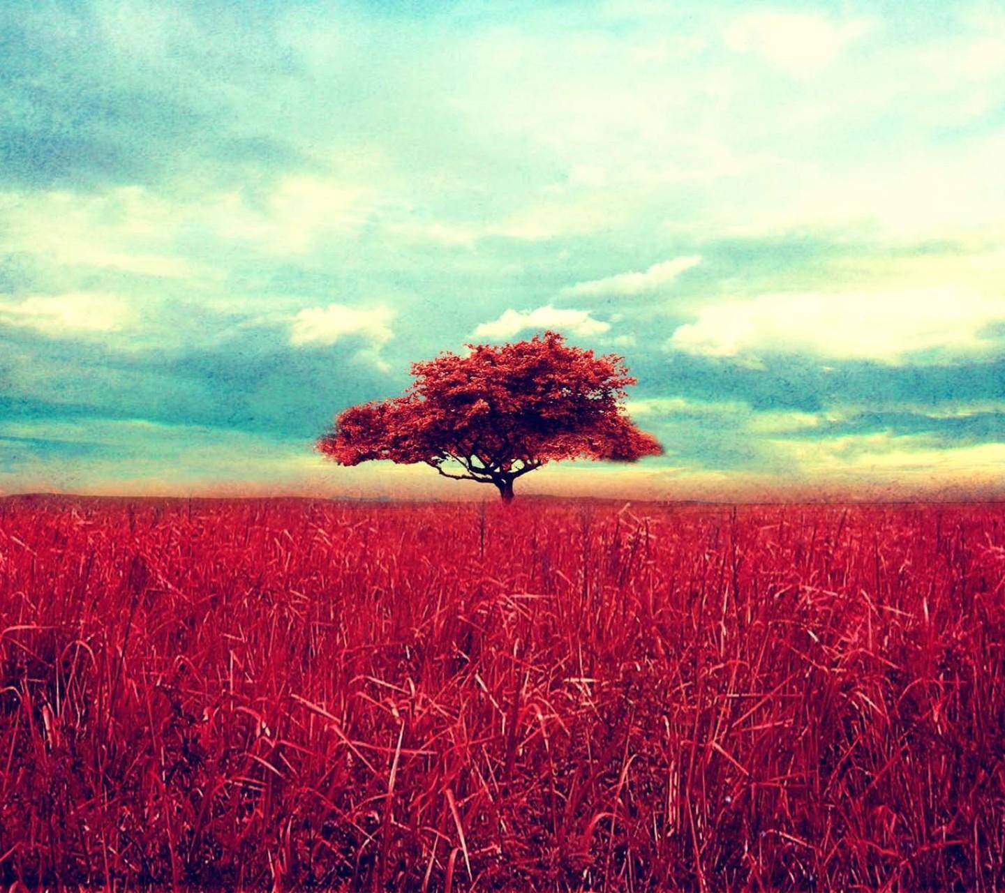 3月6号7号8号羊 猪 兔 喜事临门 桃花旺 财运旺 事业旺 万事顺遂 生肖