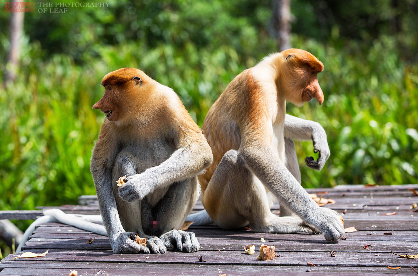 马来西亚国宝长鼻猴被称为最帅的猴女游客看了却很害羞