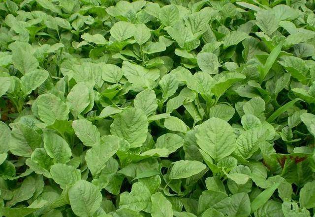 夏天七八月野菜金不换野菜金不换清炒凉拌极品美味