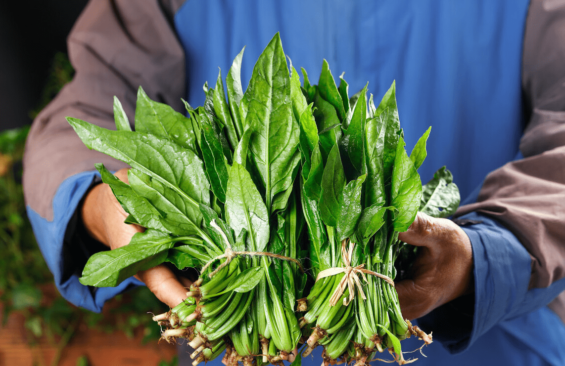 1,首先看菠菜的形状,新鲜优质的菠菜形状整齐,上面没有枯叶,烂叶和