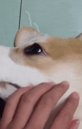 小狗哭表情包图片