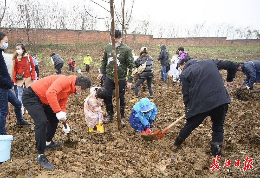 武汉人线上报名,拖家带口冒雨驾车到郊外挥汗植树