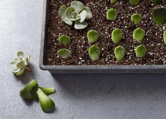 多肉植物扦插注意事项该知道的要早点掌握