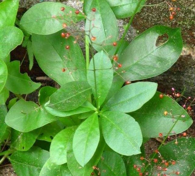 土人参怎样晒干 5ef56566f2434f278db1a954b23a3630.jpeg