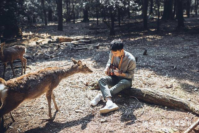 日本奈良随处可见的小鹿，有饼干就靠过来，最可爱的动物之一