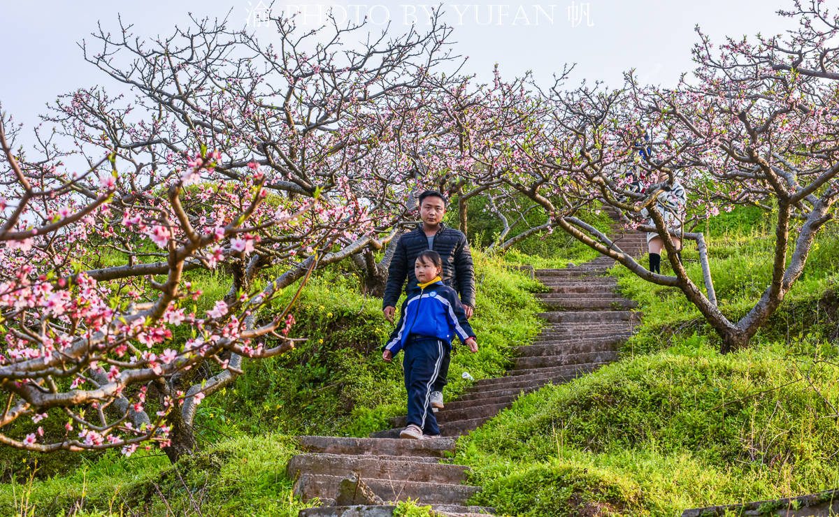 重庆潼南赏花地图：天台山不仅有清代古寨，还有片美丽而免费的桃花山