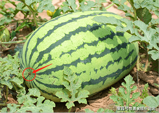 b927d583c47246a189f25dfdd0a567cf.png