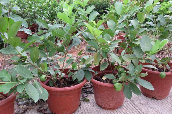 盆栽土怎么选购 26c305ae5cdf4ac8a8e19128973c24e8.jpeg