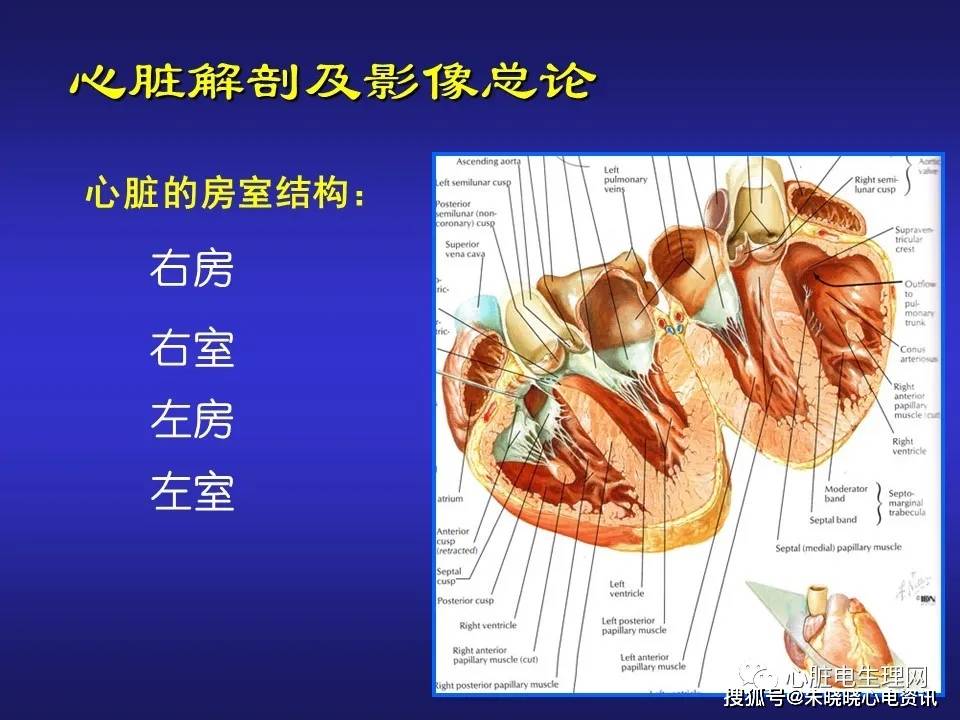 心臟電生理介入治療相關解剖影像學