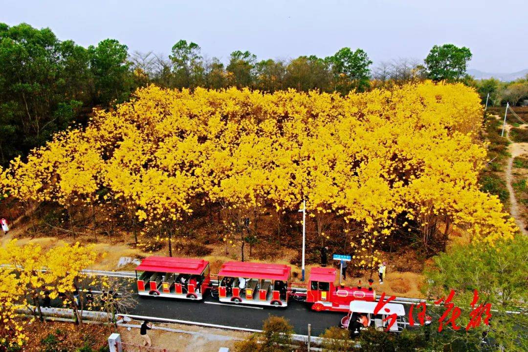 藍田村九曲河畔的300多畝油菜花竹洞村