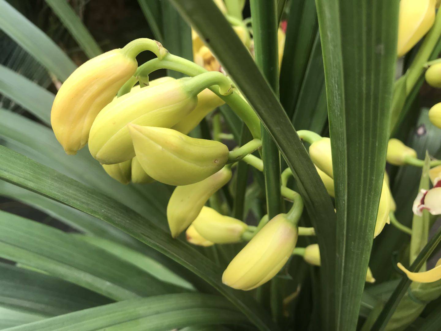 黄色的大花蕙兰