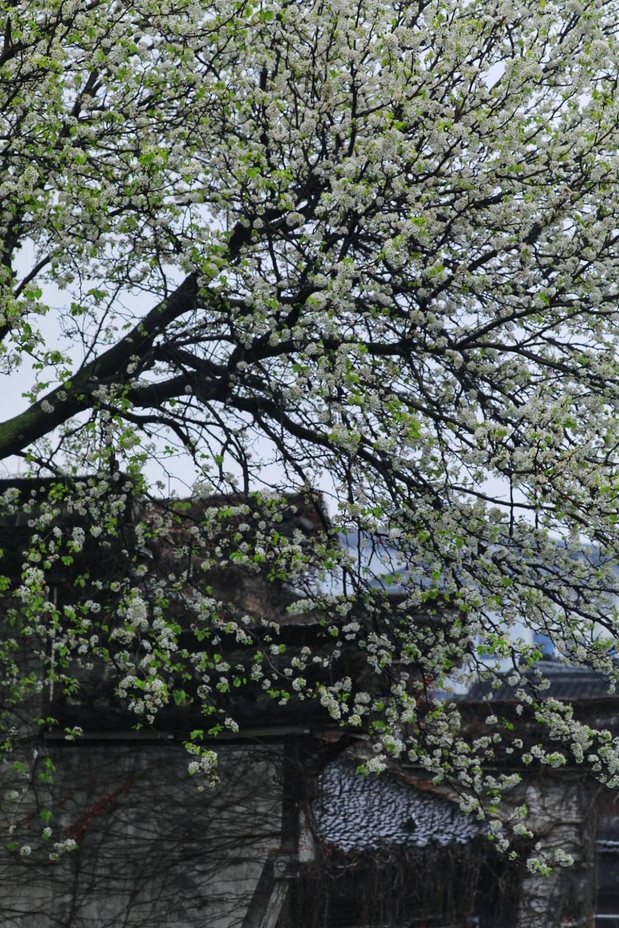 一树梨花,惊艳了一座千年古镇_新市