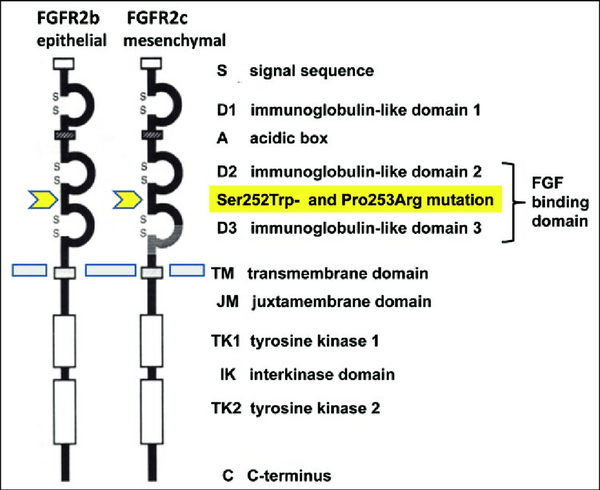 安进19亿美元重金收购Five Prime， FGFR2b单抗表现优异_治疗
