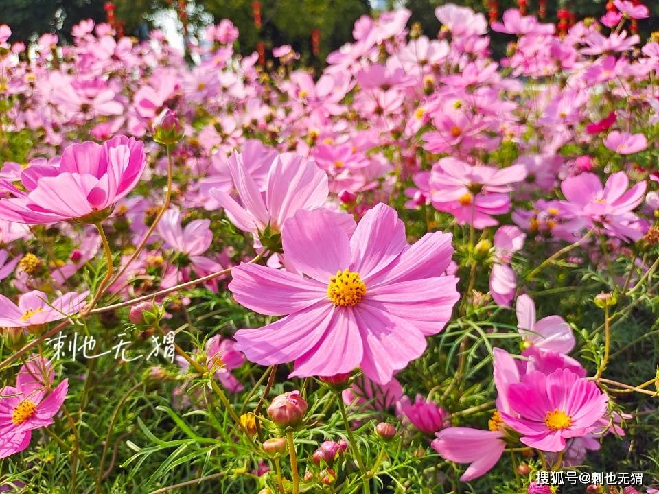 广州塔对岸鲜花遍地盛开，“花城”名不虚传，带你感受春天的气息