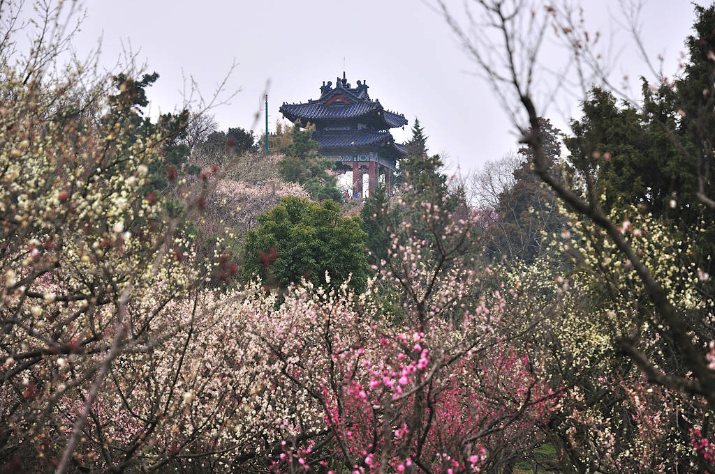 南京这个景区，虽是帝王陵墓所在地，却藏着四季皆美的景色