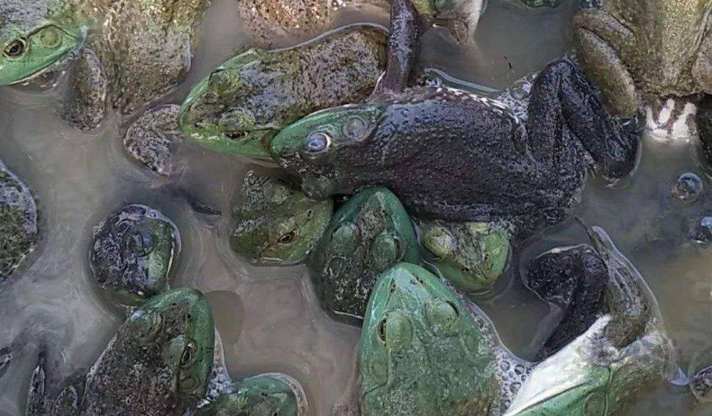 原创走访多地市场终于总结出一套防治牛蛙歪头病的方案