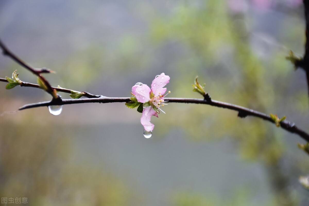 原創小樓一夜聽春雨深巷明朝賣杏花