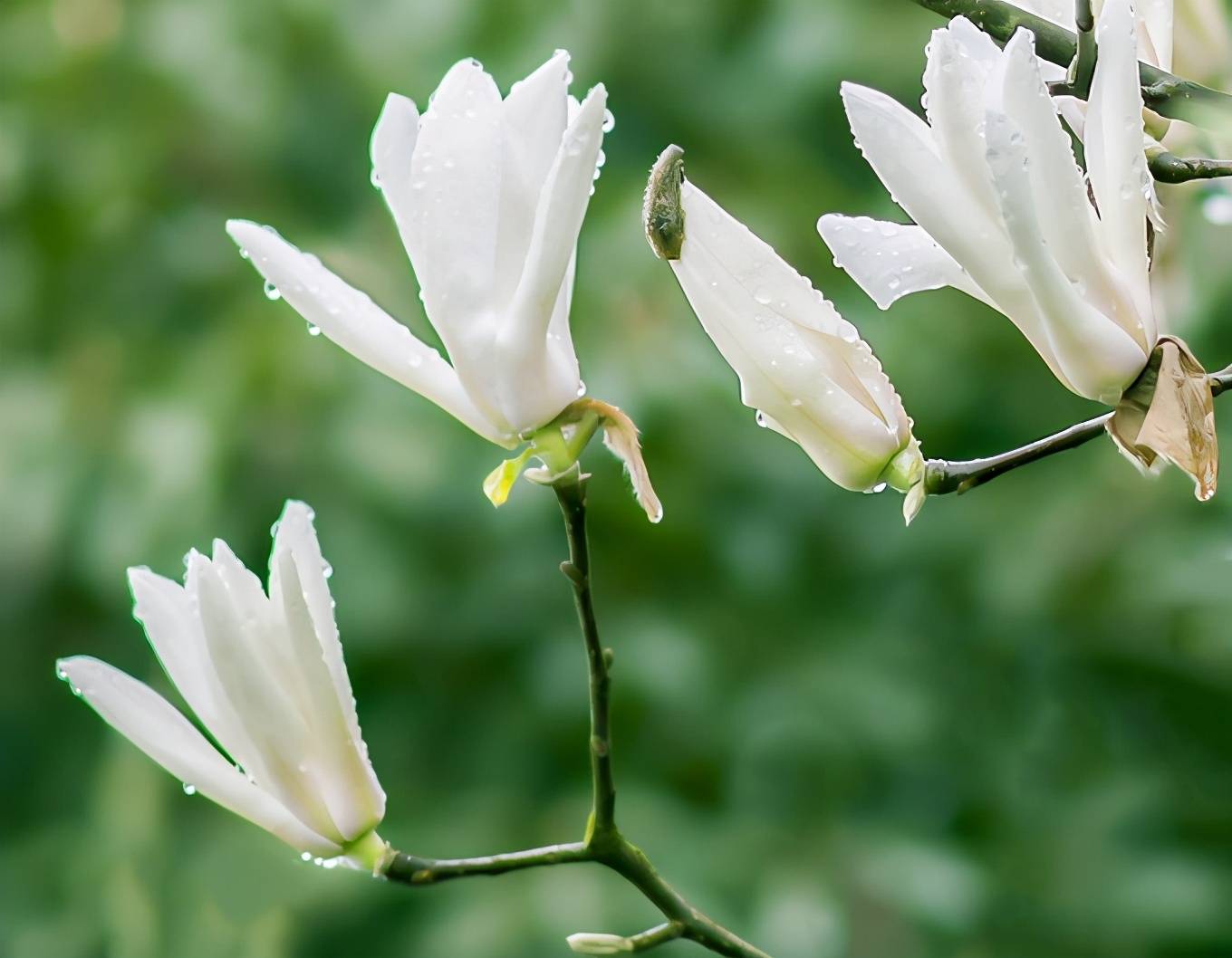 巨石山丨玉兰花赞