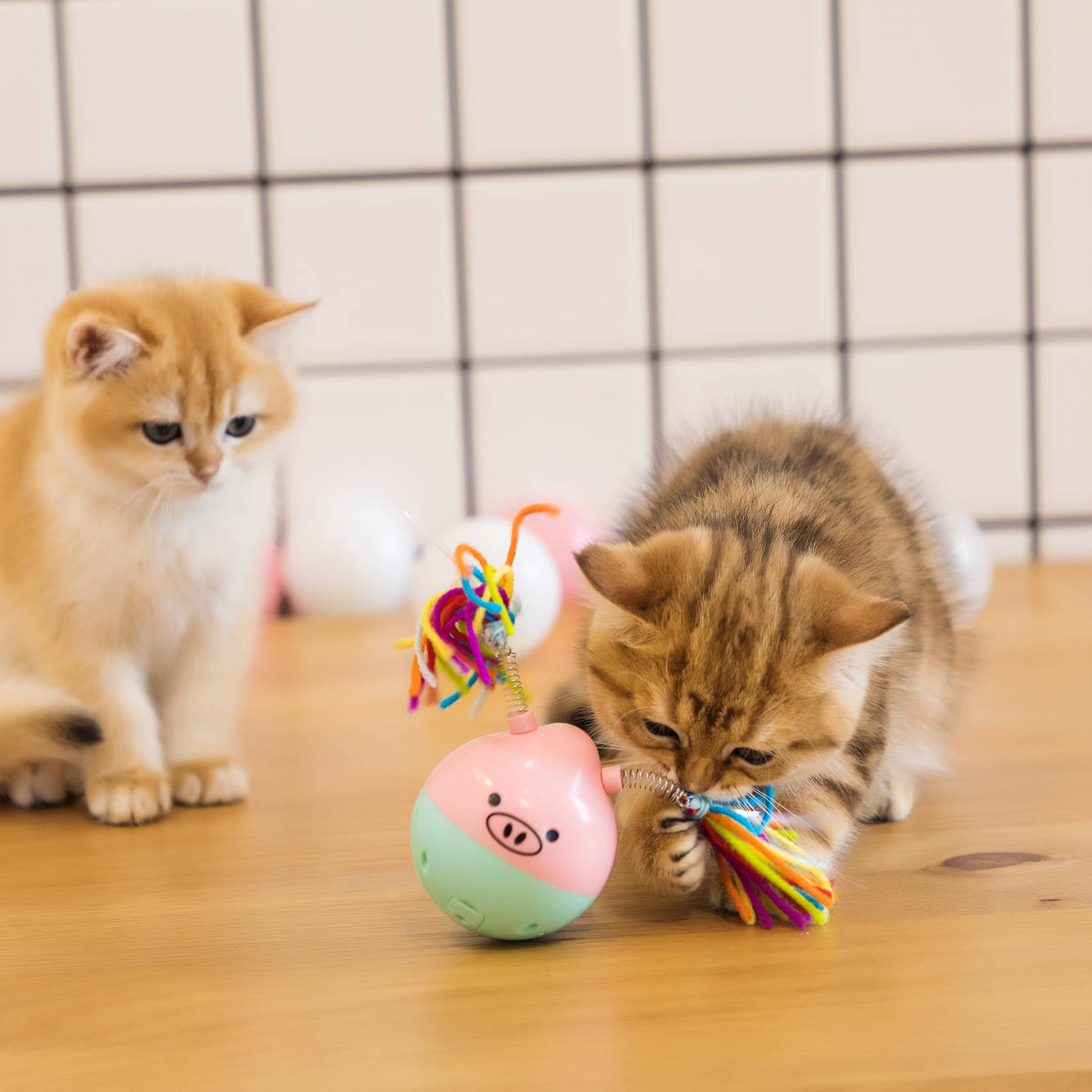 想要猫咪越养越好有6样东西一定要定期更换或清洗