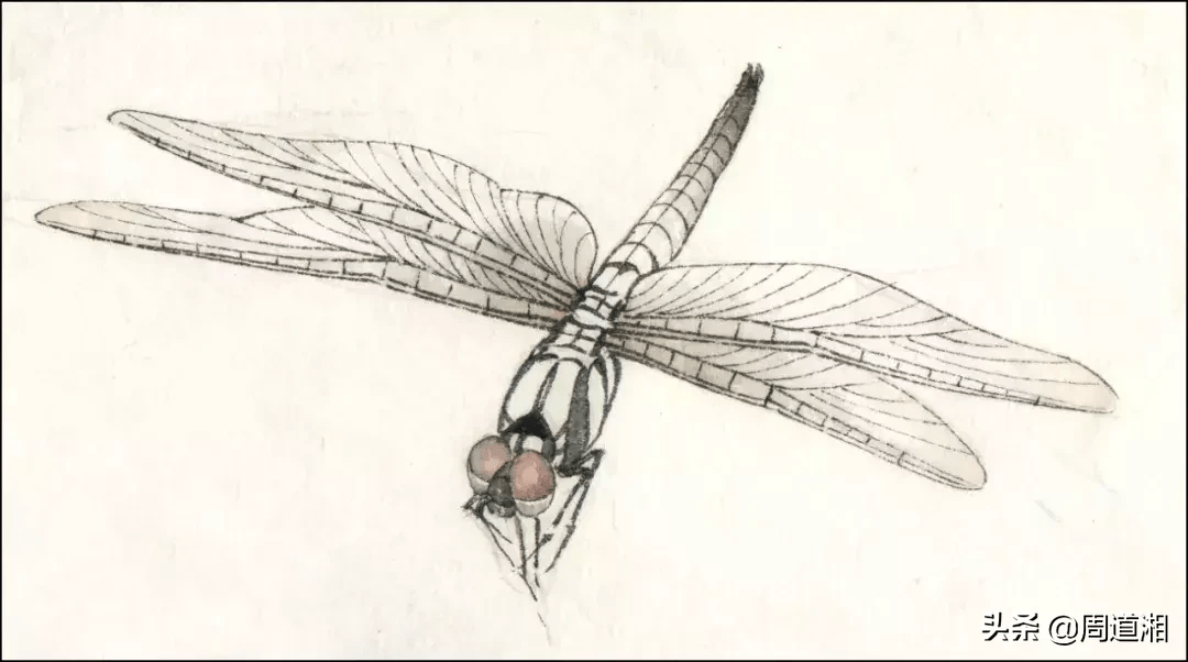 黛眼蝶蓝蜻蜓设色技法