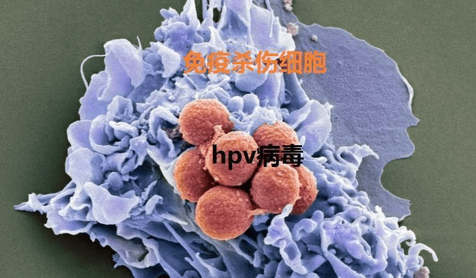 e9afd5b15007483a978c1662934a83ec.png