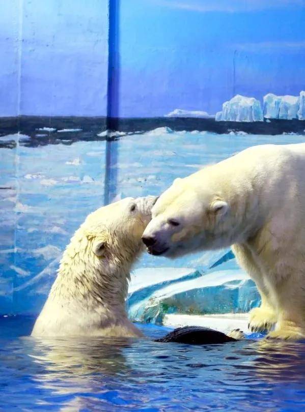 全球首个北极熊酒店，想体验下吗？