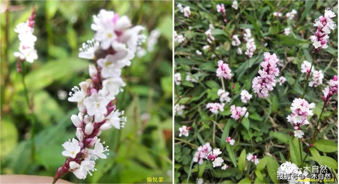 春天常见的100种草本野花 你都认识吗 白色