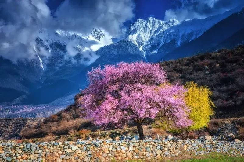 西藏林芝桃花节！春光在眼前，一起去看雪山下的桃花海！