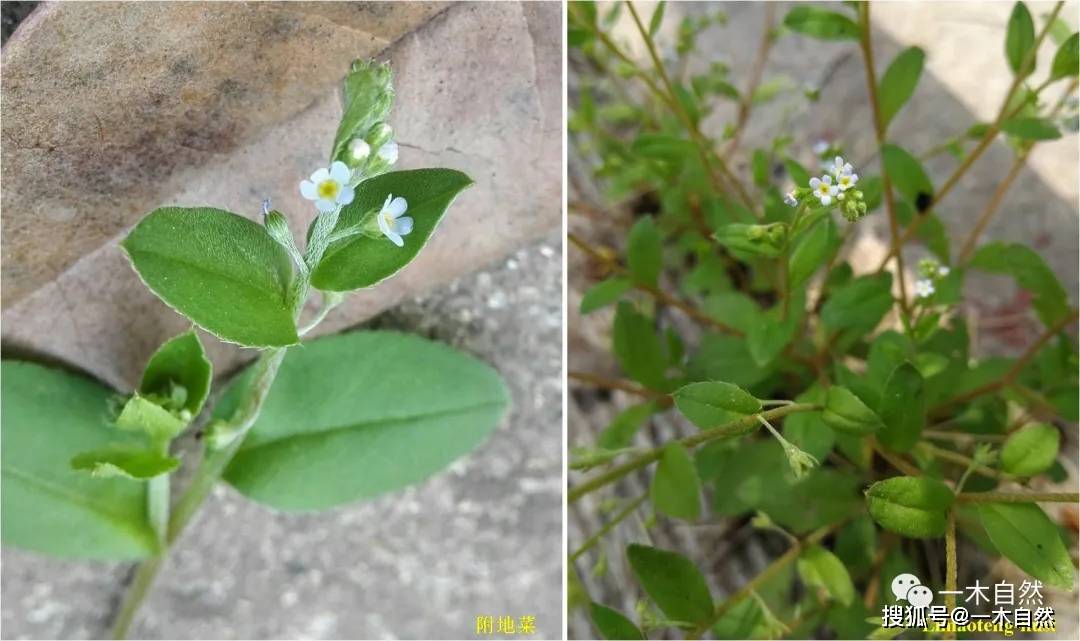 春天常见的100种草本野花 你都认识吗 白色