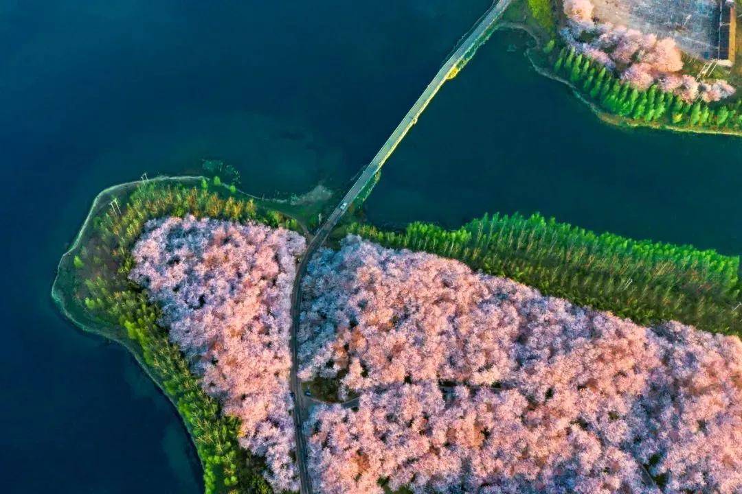 【小林推荐】宝藏省份的最美樱花，即将花开成海