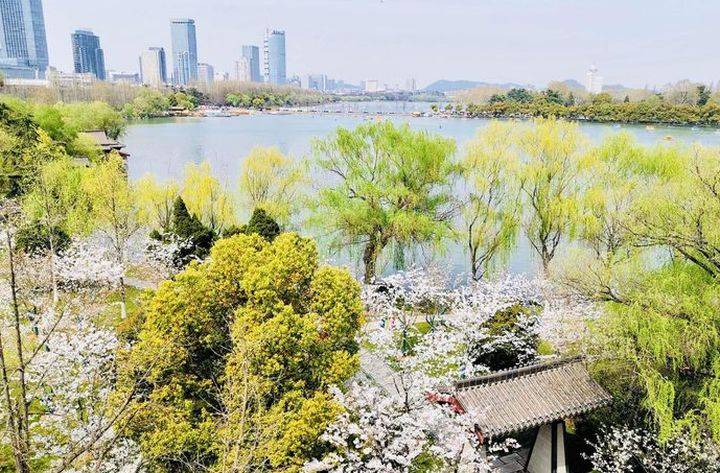 南京浪漫赏樱季本周开启，玄武湖公园将推出赏樱专线丨城市早报 20210310