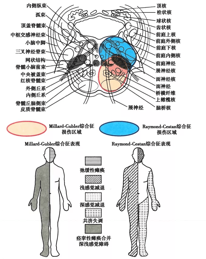 乾貨滿滿神經解剖學習腦幹