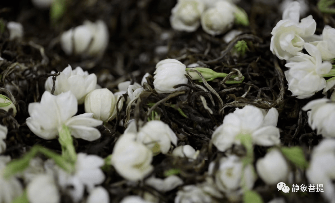 茉莉花和茶坯的窨制过程"窨,是制作茉莉花茶其中最重要的一道工序.