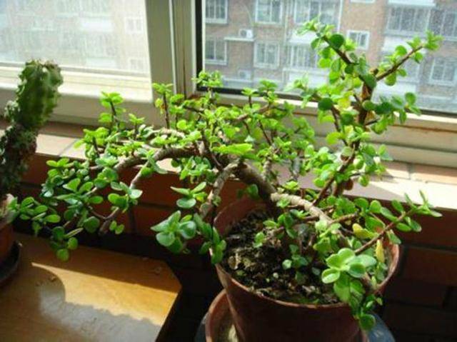 怎么养金枝玉叶开花 e103792ceca4469cb723e7344a5e2d24.jpeg