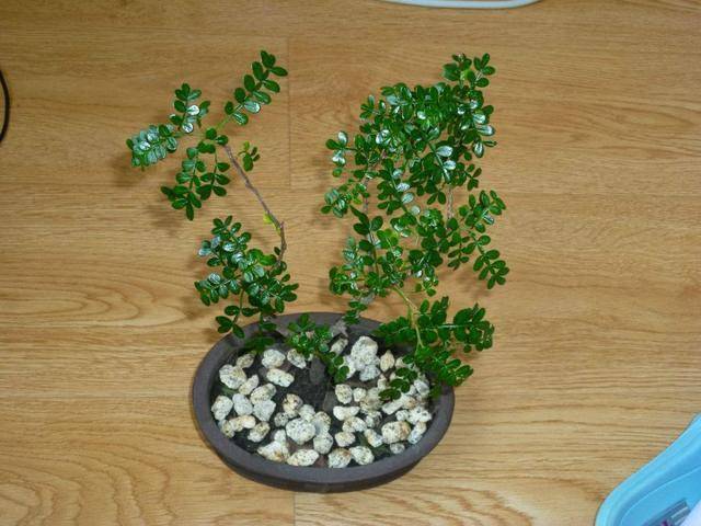 什么花好养不容易长虫 21314aa42b344e8c82a9c12be0734955.jpeg