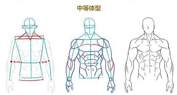 人体肌肉如何画画人体肌肉的技巧有哪些