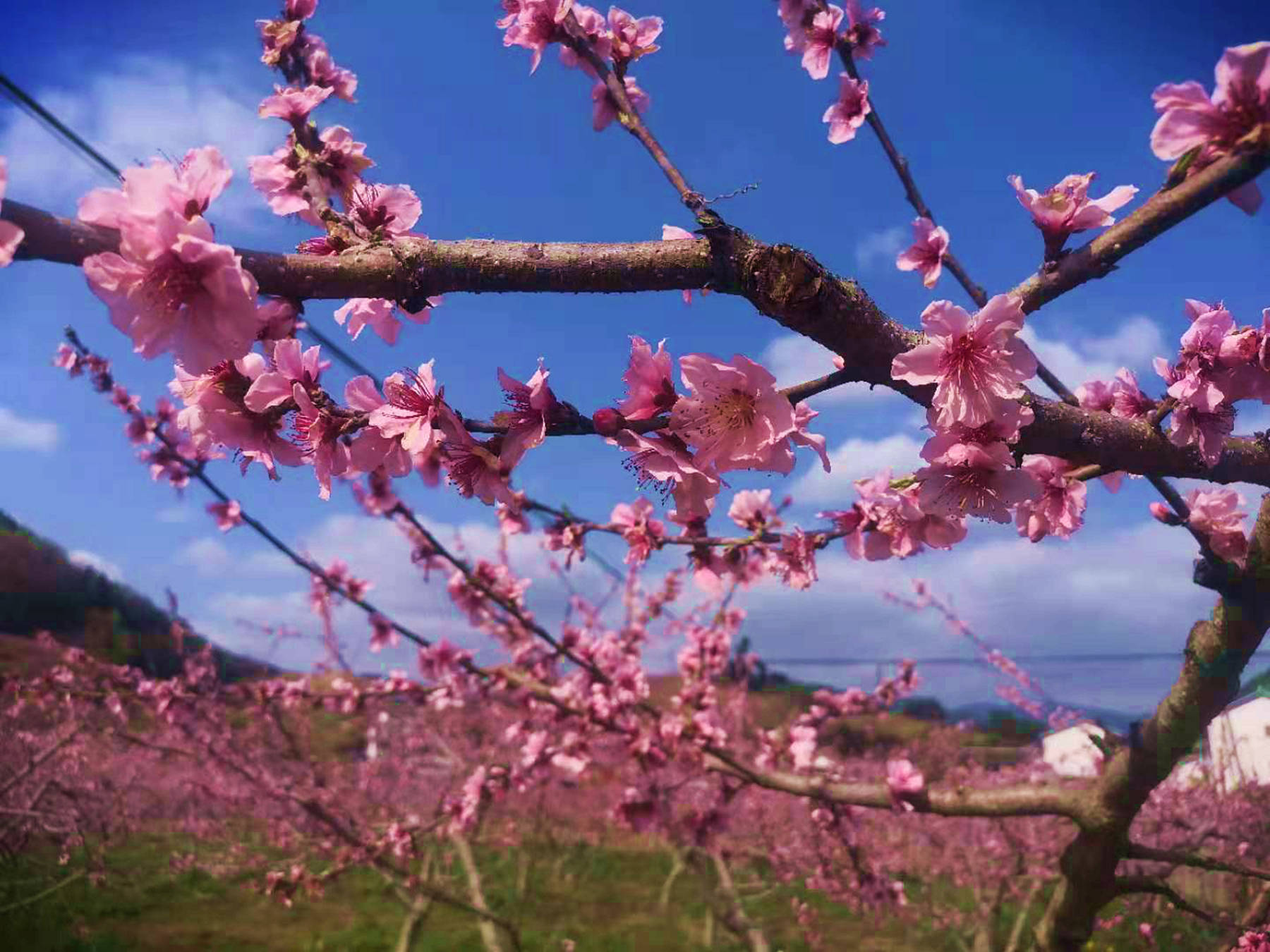 实拍广元最美春天，桃花朵朵开，你想和谁一起去看桃花吗？