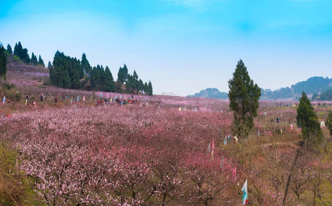 桃花红花满山快到遂宁大英宋井桃蹊赏花再不来花就谢了