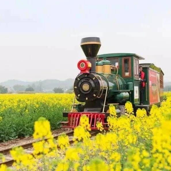 太美了！在望城也能坐上小火车看绚烂的花海，期待吗？