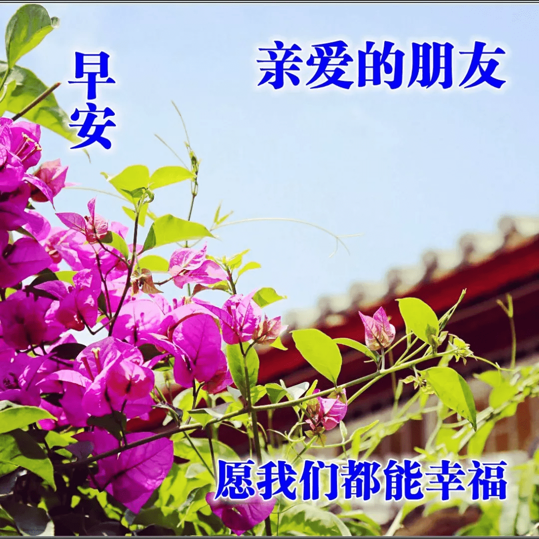 原創清晨早安溫馨問候語集錦早上好鮮花漂亮問候語圖片