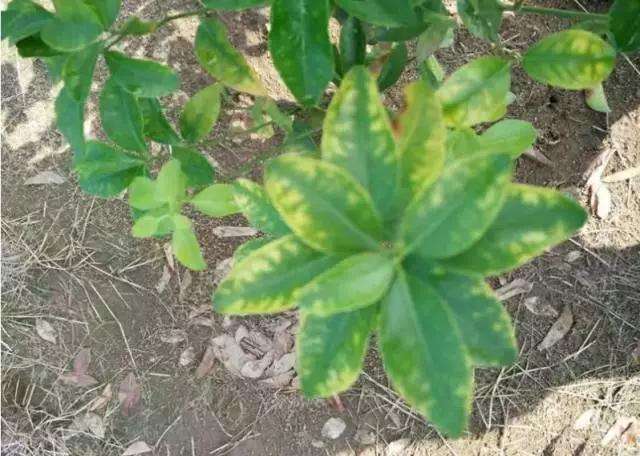 你遇到过作物缺氮吗作物生长过程中氮肥有啥用