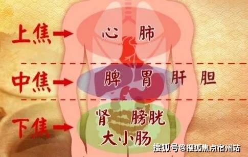 什么是三焦三焦的作用 424b571355244802b96bf0ec09e5e779.jpeg