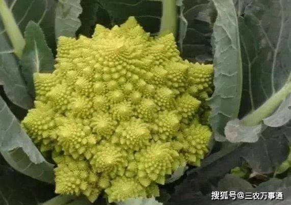 泛亚电竞天天吃蔬菜你知道蔬菜有哪些种类吗？看完后吃了什么菜