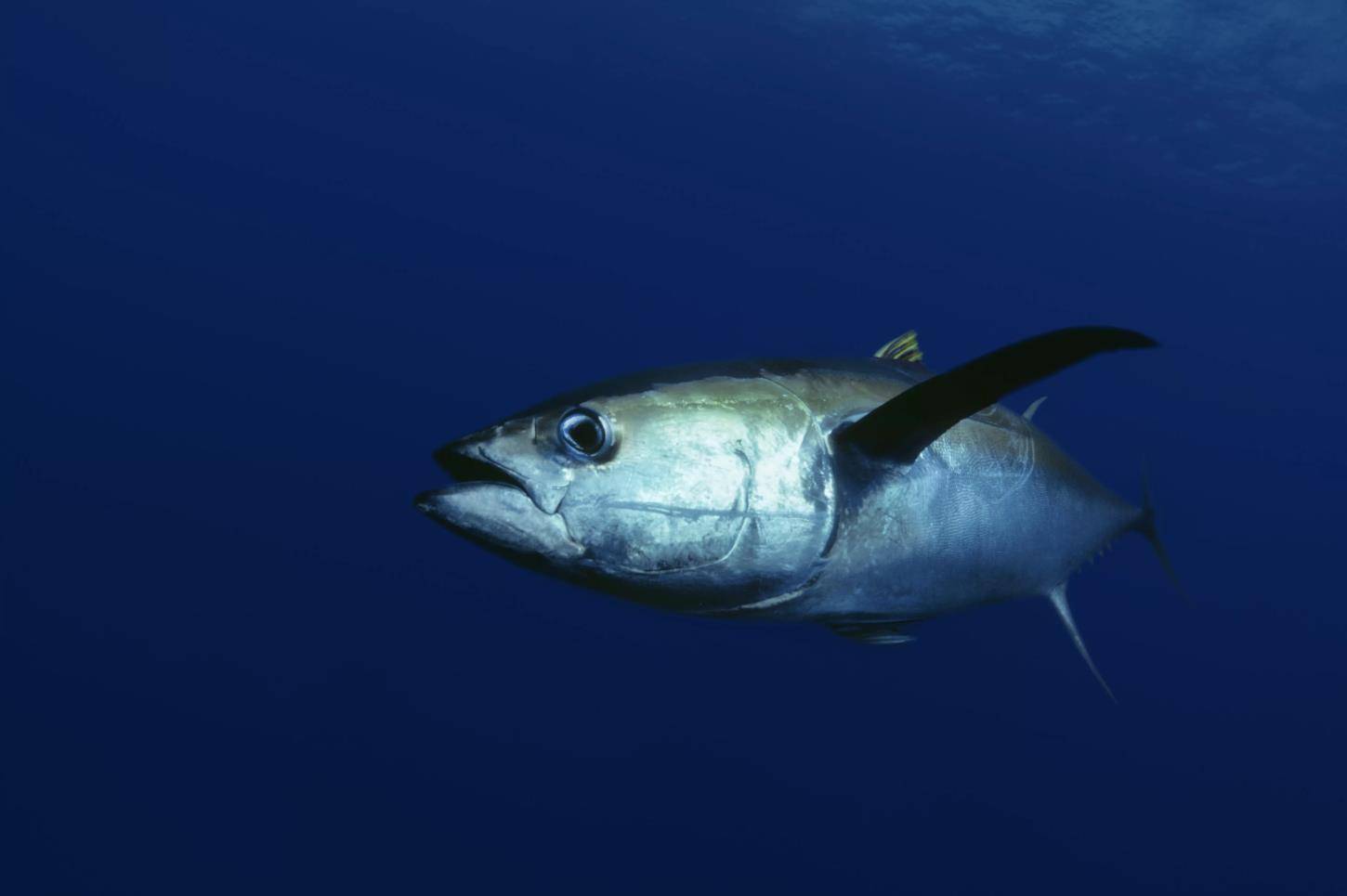 getty images尽管黄鳍金枪鱼(thunnus albacares 和蓝鳍金枪鱼